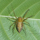 brown lynx spider (female)