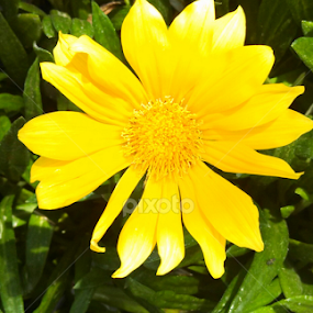 Bright Daisy by Lilly Revheim - Instagram & Mobile iPhone