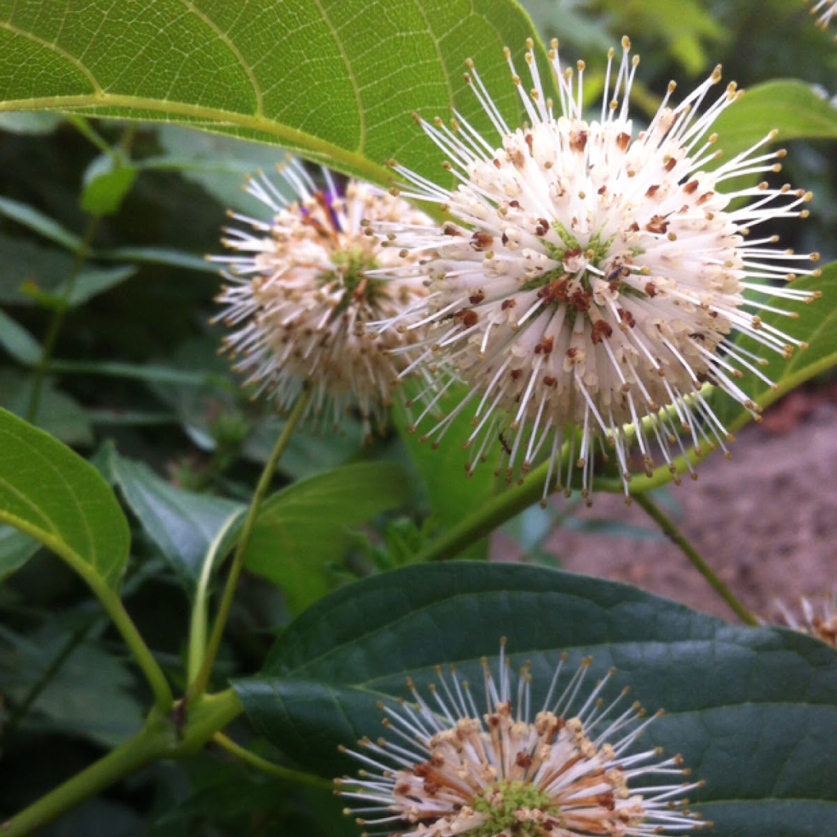 Buttonbush