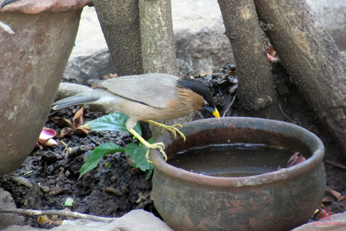 Brahminy myna