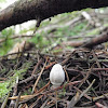 tiny mushroom