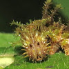 Adelpha Caterpillar