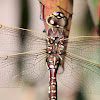 Blue spotted hawker