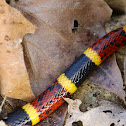 Texas Coral Snake