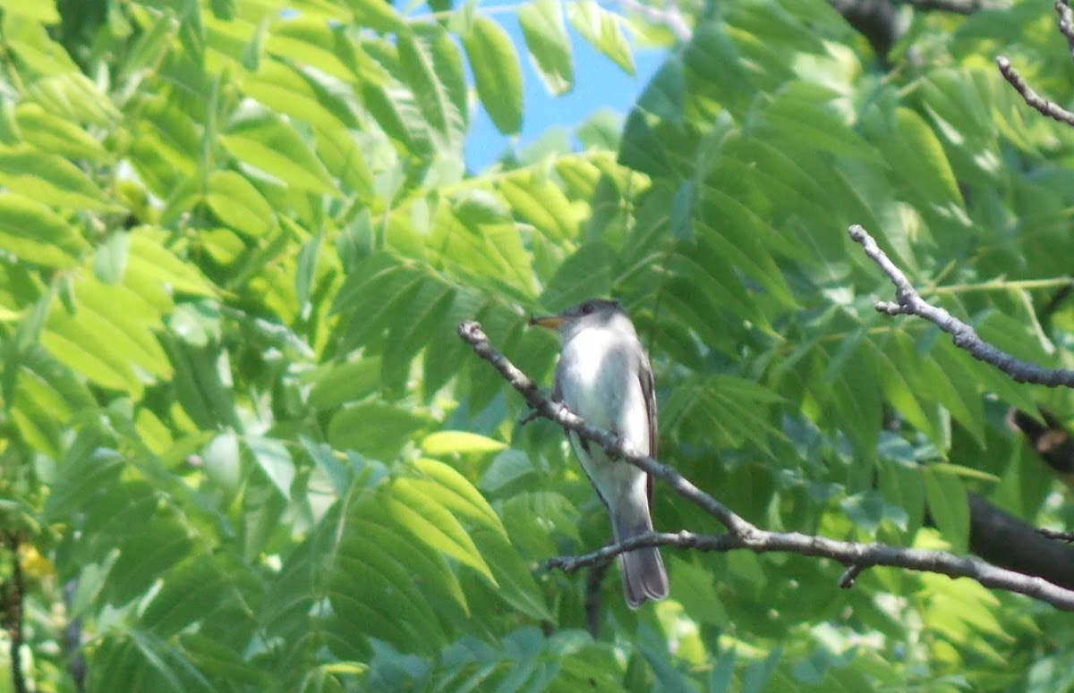 Acadian Flycatcher Project Noah