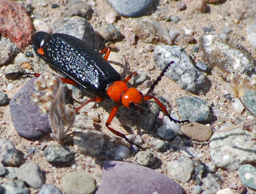 Master Blister Beetle