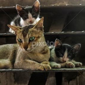 by প্রজ্ঞা পারমিতা - Uncategorized All Uncategorized