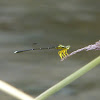 Yellow Bush Dart, Yellow Featherlegs male