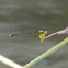 Yellow Bush Dart, Yellow Featherlegs male