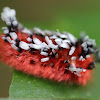 Shag-carpet caterpillar