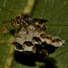 Paper Wasp tending to Eggs/Larvae