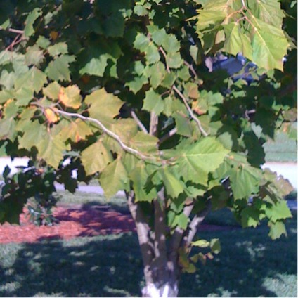 American Sycamore, A. Planetary