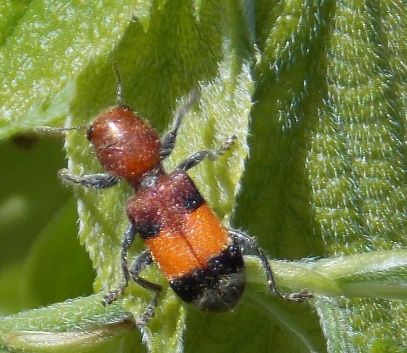 Checkered Beetle