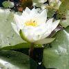 White Waterlily