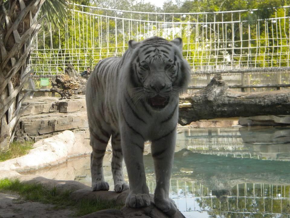Tigre-Branco