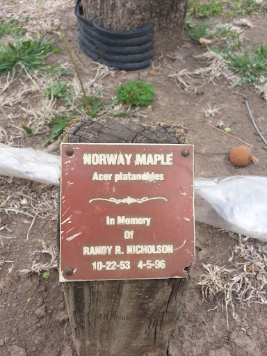 Randy Nicholson Memorial Maple
