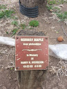 Randy Nicholson Memorial Maple