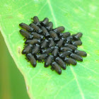 Paropsid beetle larvae