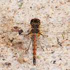 Common Darter;