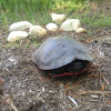 Northern Red Bellied Turtle