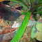Mossy leaf tailed gecko.
