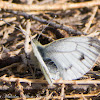 Green-veined White