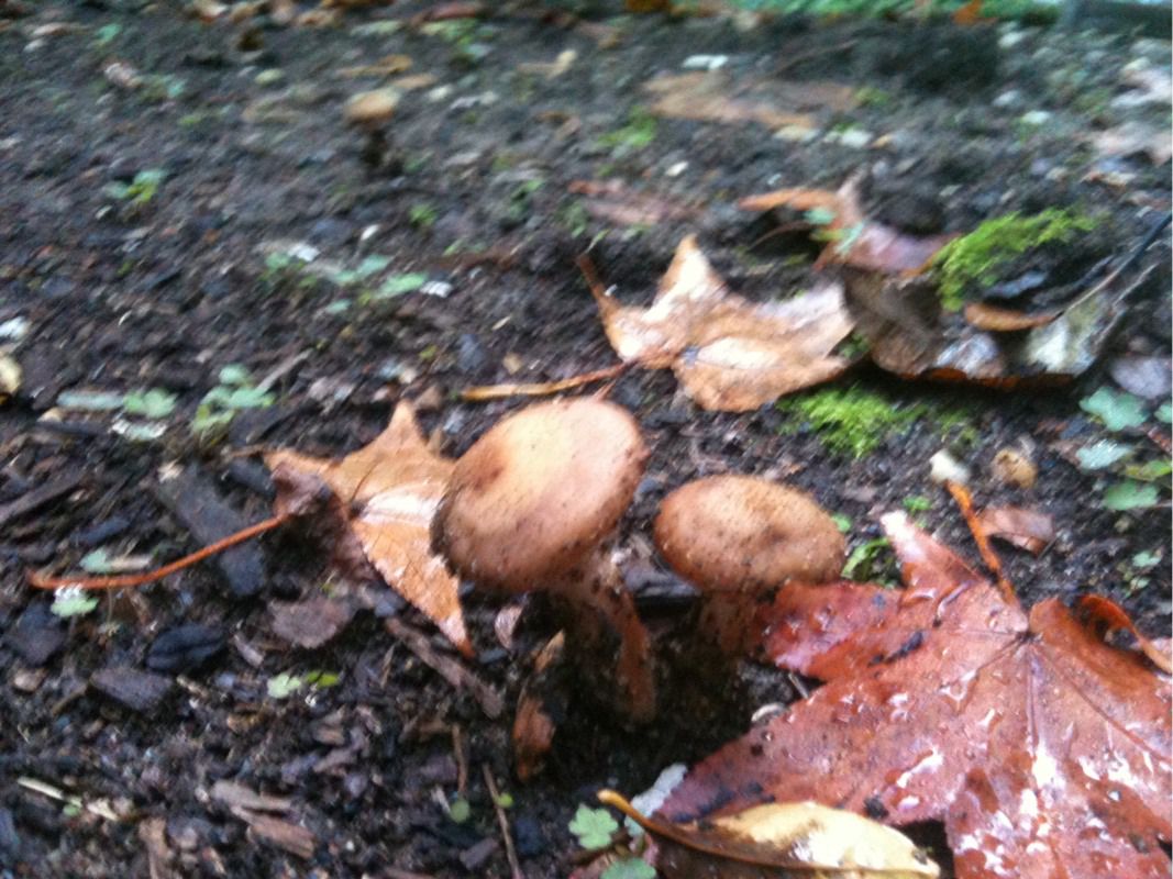 Light brown mushroom 