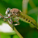 Giant robber fly