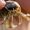 saltwater crab