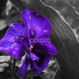 Pansellut mof by Calistru Silviu -  