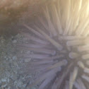 Pale Rock-Boaring Urchin
