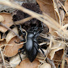 (Mating) Desert Ground Beetle