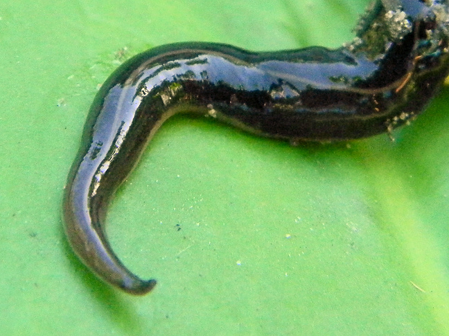 New Guinea flatworm