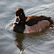 Ring-necked Duck (male)
