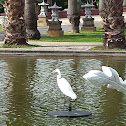 Great Egret