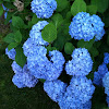 Hydrangea