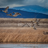 Spectacular Northern Pintails in Flight by Brent Morris -  
