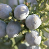 California Juniper