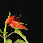 Salvia red (scarlet sage, tropical sage)