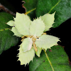 Holm oak leaves, hojas de encina
