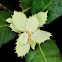 Holm oak leaves, hojas de encina