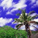 Ogasawara Islands Vol.2 logo