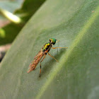 Soldier fly.
