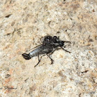 Robber Fly