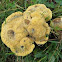 Dyer's Polypore mushroom
