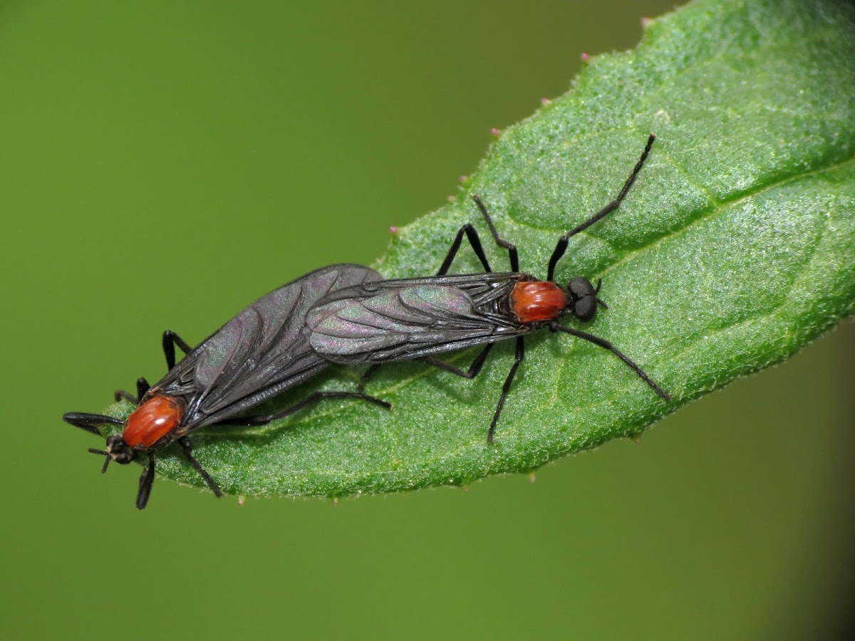 Bibionid Fly