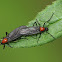 Bibionid Fly