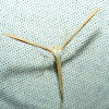 Eolic Plume Moth