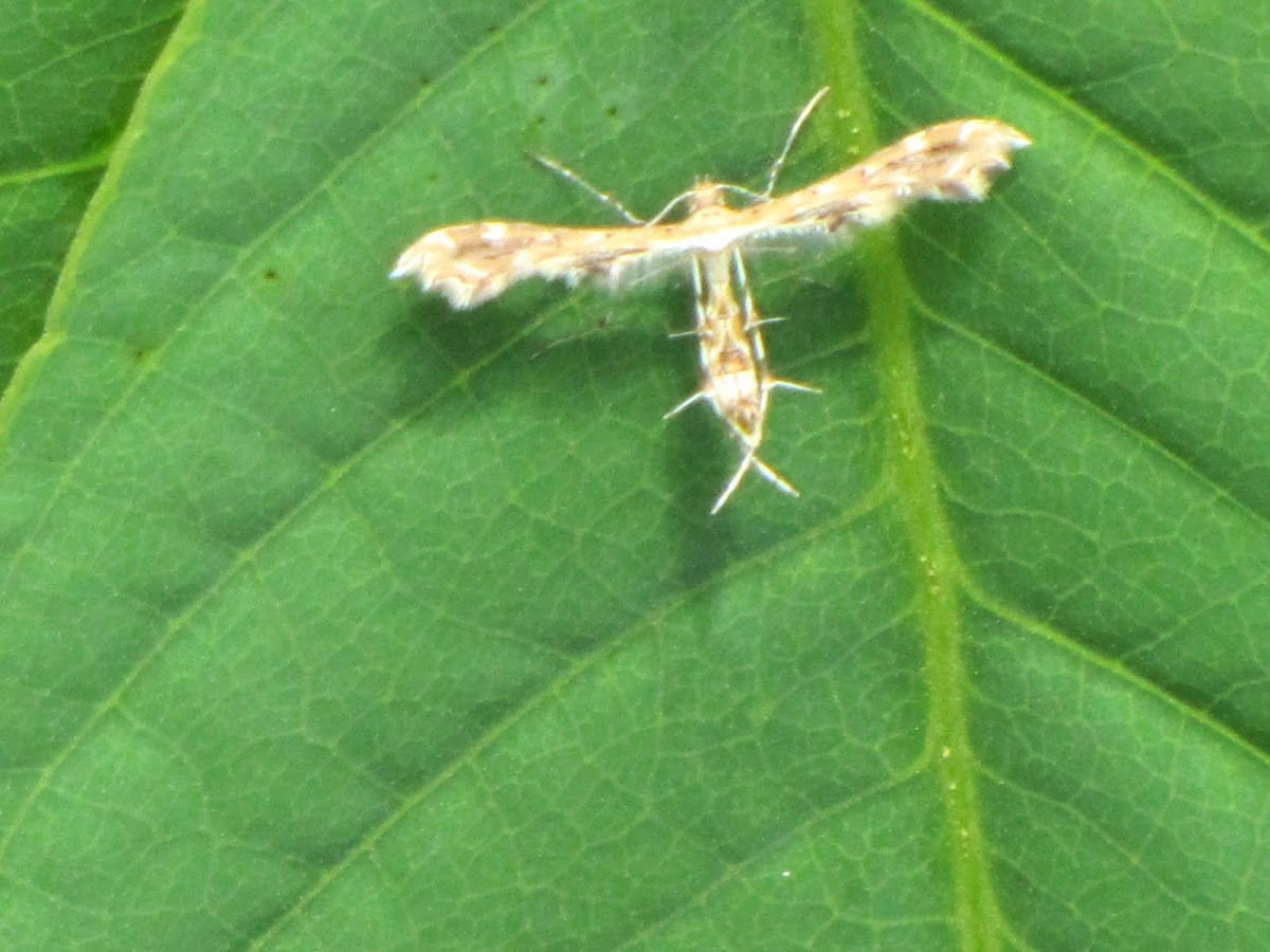 Geranium plume moth