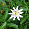 White Passion Flower	  